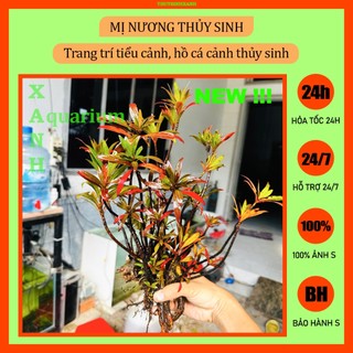  Cây thủy sinh trang trí hồ cá tiểu cảnh Mị Nương 