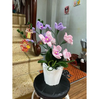 Chậu hoa lan tím kẽm nhung