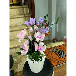 chậu hoa lan tím kẽm nhung