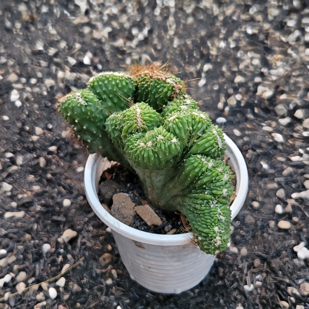 Xương rồng thanh sơn cress size~7cm