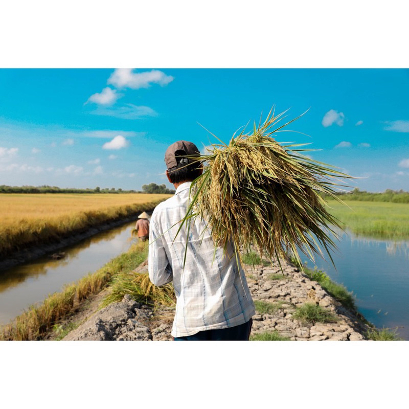 Gạo ST21 A AN Túi 5Kg - Đặc sản Sóc Trăng - Thơm hoa lài nhẹ, cơm ngọt, rất dẻo, để nguội vẫn mềm | BigBuy360 - bigbuy360.vn