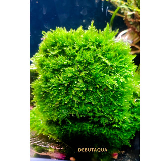 Rêu Mini Taiwan Gắn Đá Lũa Cây Bonsai Trong Bể Thủy Sinh Vỉ 9x9cm