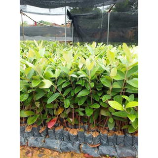 Cây giống sim rừng cao 20-30cm , bầu rễ ổn định