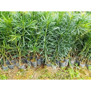 Cây giống tùng la hán cao 20-25cm, bầu rễ ổn định (Đã bật hoả tốc)