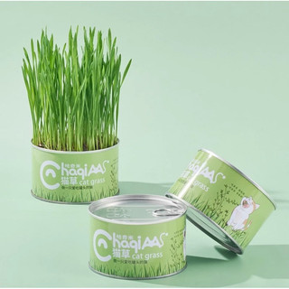 Bộ kit trồng cỏ mèo tại nhà tiện lợi giúp tiêu búi lông cho mèo