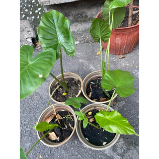 (HOẢ TỐC) CÂY RÁY VOI XANH (cao 30 - 50cm) - 1 cây
