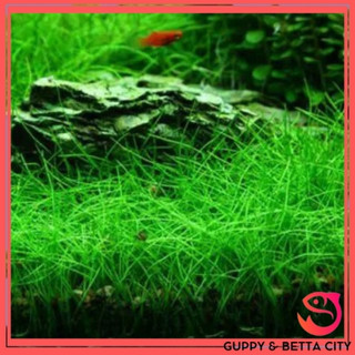 Cỏ ngưu mao chiên cao - Cỏ thủy sinh trồng nền