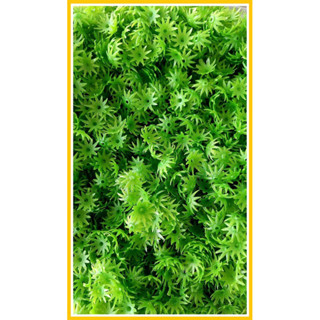 1 kí đài (nhuỵ ) cúc nhựa làm hoa cúc nhí tanda,cúc gân,cúc hoạ mi