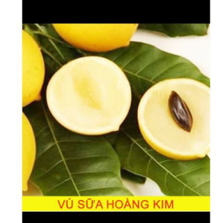 VÚ SỮA HOÀNG KIM ,CÂY GHÉP CÀNH,CHO TRÁI SỚM