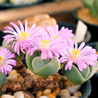 Cono xanh tim sen đá mông lithops mọng nước