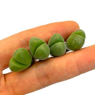 Cono xanh tim sen đá mông lithops mọng nước