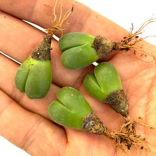 Cono xanh tim sen đá mông lithops mọng nước