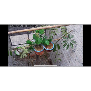 cám cho chào mào sinh sản