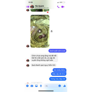 cám cho chào mào sinh sản