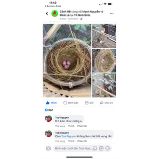 cám cho chào mào sinh sản