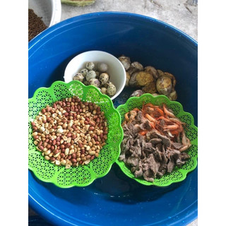 cám cho chào mào sinh sản