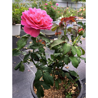 Hoa hồng ngoại Yuzen 35-45cm hoa thơm