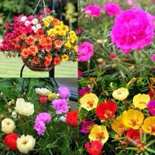 1000 hạt giống hoa mười giờ kép nhiều màu