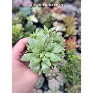 Sen đá guốc size bầu kt 5-7cm - xuất xứ đà lạt, khoẻ đẹp,lỗi 1 đổi 1