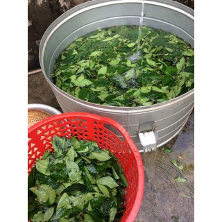 100gram Bột Trà Xanh nguyên chất