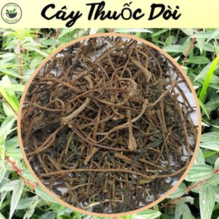 Cây Thuốc Dòi (cây bọ mắm) - túi 500g và 1kg, loại mới thu hái phơi khô