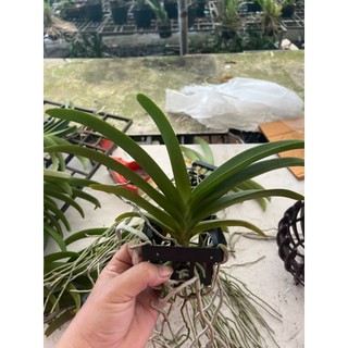 HOA LAN NGỌC ĐIỂM HỒNG GẤM