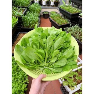 xơ dừa viên nén (mua 10 viên tặng 2 túi phân bón.)