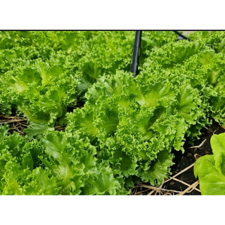Hạt giống xà lách thủy tinh