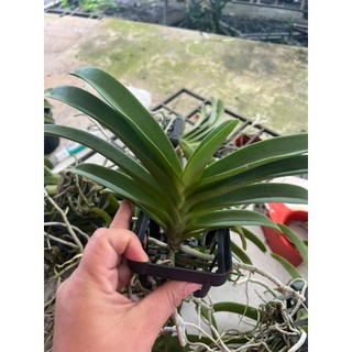 HOA LAN NGỌC ĐIỂM HỒNG GẤM