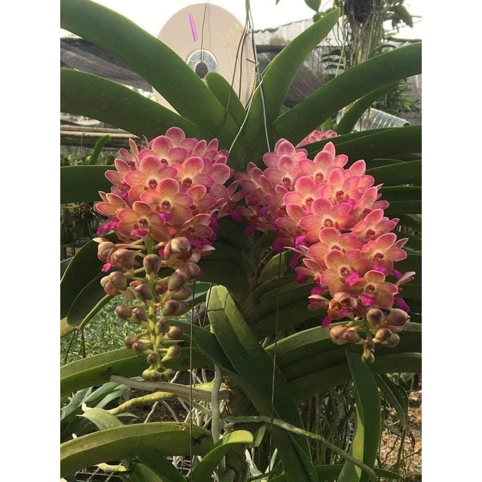 HOA LAN NGỌC ĐIỂM HỒNG GẤM