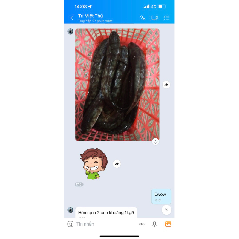 Lưỡi Câu Cá Lóc_ Móng heo_ Thép Lò Xo_ 2,2ly _ 5,5p