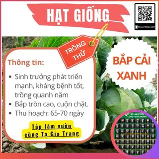 DEAL 1K - 5 hạt Bắp cải xanh dễ trồng, năng suất cao