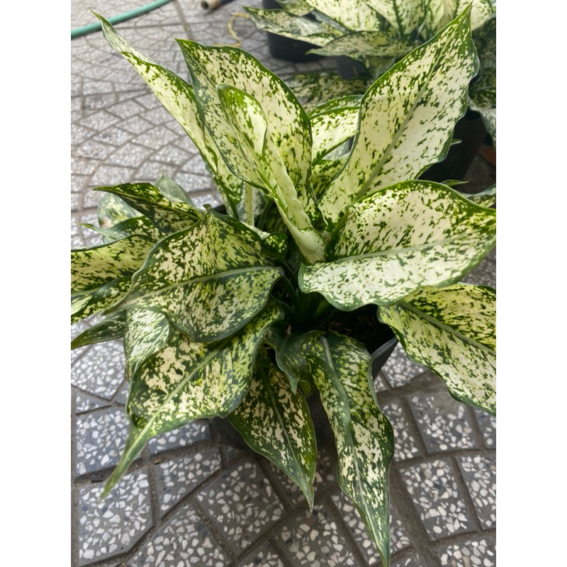 Cây Ngọc Ngân (30-35 cm) Cây phong thủy để bàn, công trình, vườn hoa