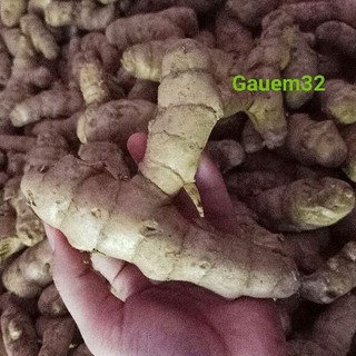1 nghệ trắng rừng chỉ giao củ nhánh chắc lọi già đanh