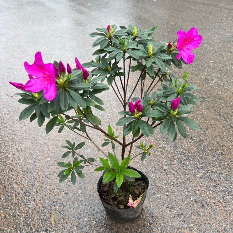 Bịch hoa đỗ quyên ta - Đỗ quyên trang trí sân vườn cảnh quan cao 50cm