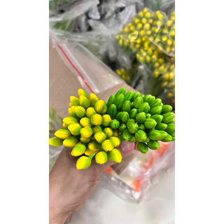 Nụ hoa đất sét ( hoa mai)