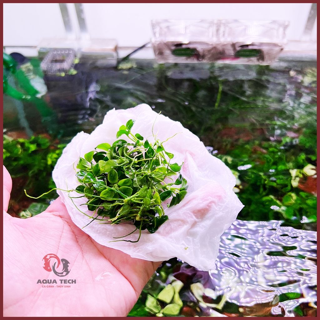 Ráy nana petite Thái hàng ngọn rời full lá nước