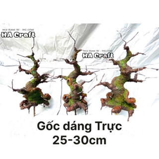 Gốc bonsai, thân cây bonsai 25-30cm dáng Trực, làm hoa mai đào trang trí nhà đón tết S0300