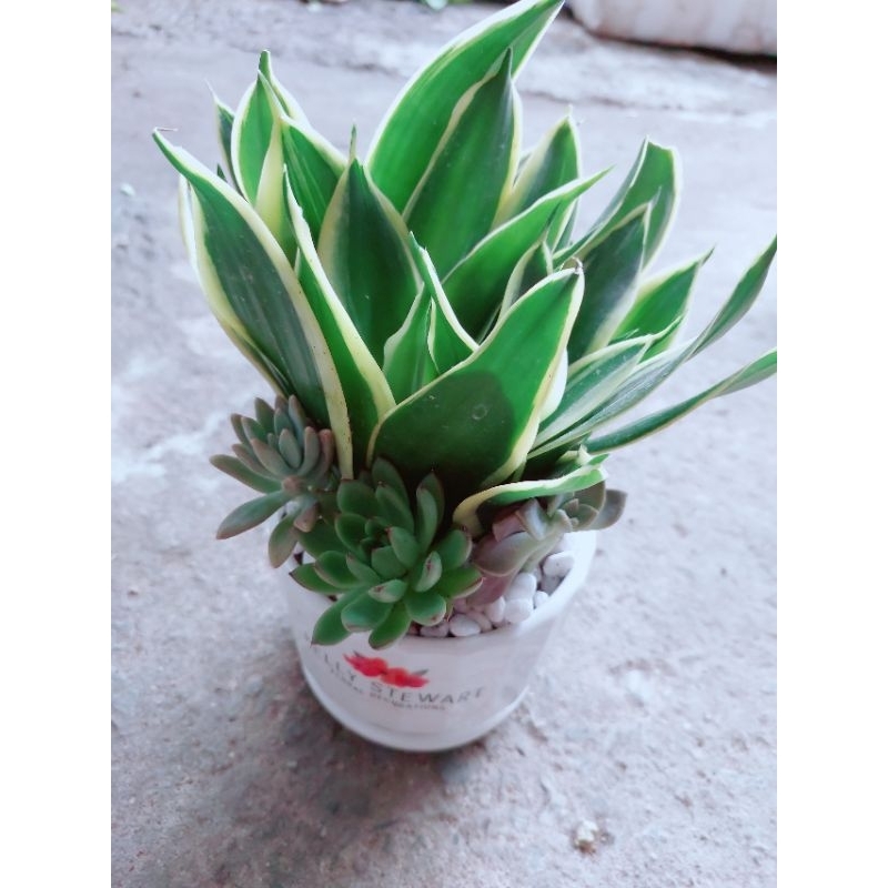 Chậu Lưỡi Hổ Thái Xanh