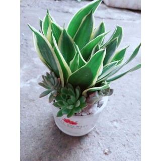 Chậu lưỡi hổ thái xanh