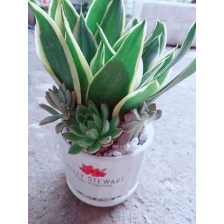 Chậu Lưỡi Hổ Thái Xanh