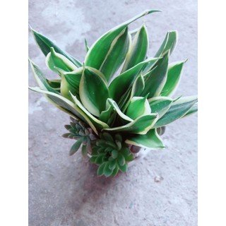 Chậu Lưỡi Hổ Thái Xanh