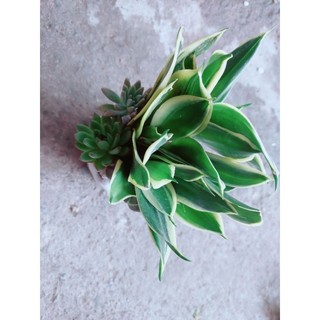 Chậu Lưỡi Hổ Thái Xanh