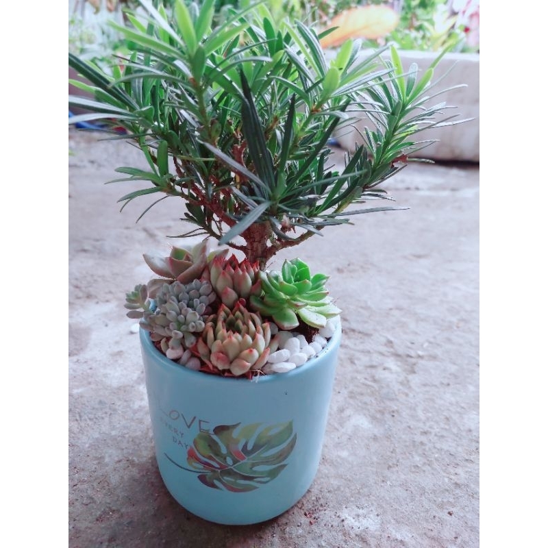 Chậu Tùng Vạn Niên