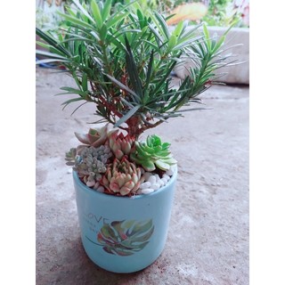 Chậu Tùng Vạn Niên