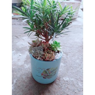 Chậu Tùng Vạn Niên