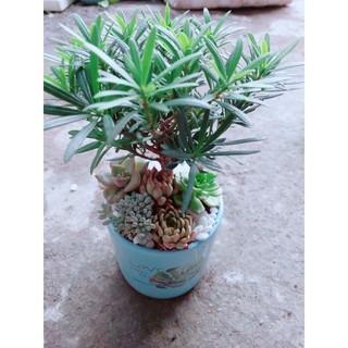 Chậu Tùng Vạn Niên