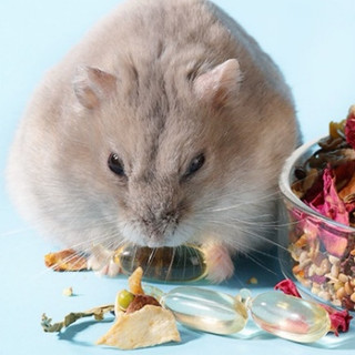 Viên dầu cá bucatstate mướt lông, dưỡng da cho hamster
