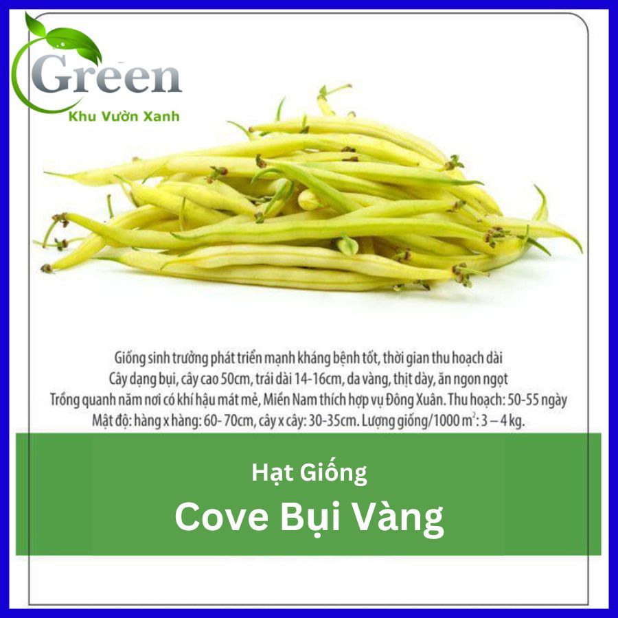 Hạt Giống Đậu Cove Bụi Vàng Dễ Trồng, Sai Quả
