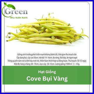 Hạt giống đậu cove bụi vàng